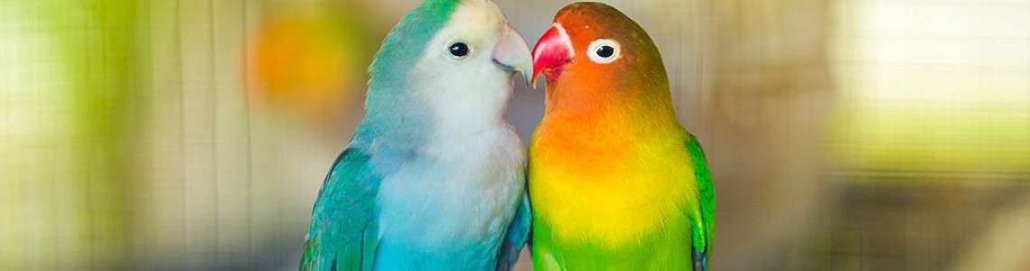 الطيور الحيوانات الاليفة