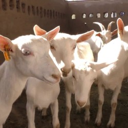 سعانين حليب