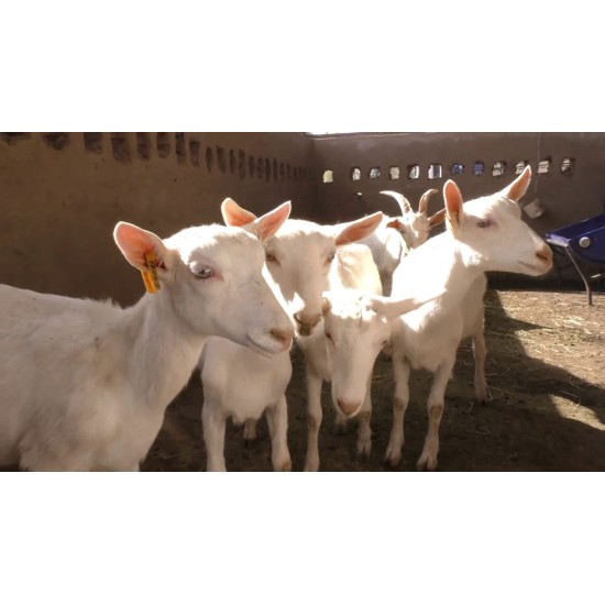 سعانين حليب