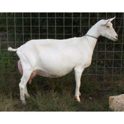 سعانين حليب