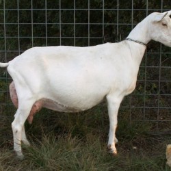 سعانين حليب